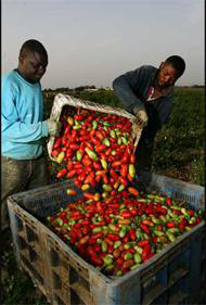 Il lavoro nero in agricoltura